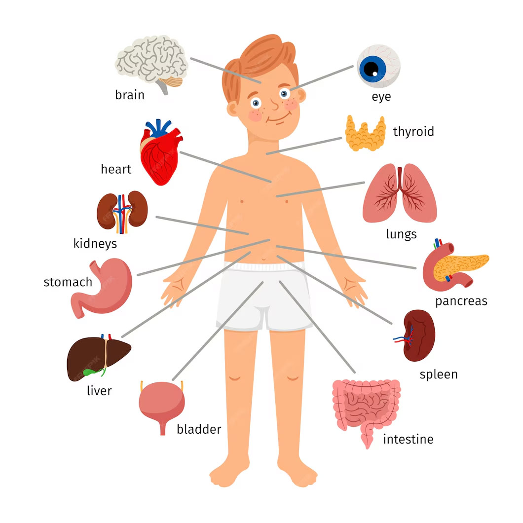 Major Systems of the Human Body