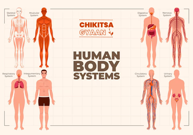 Understanding Human Anatomy: The Blueprint of Life