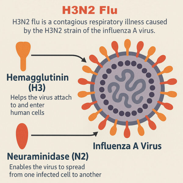 What is H3N2 Flu?