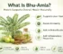 What Is Bhu-Amla? How It Supports Overall Health Naturally